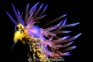 Flabelina
 by Oscar Miralpeix 